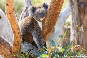 Contatta TecAustralia per sapere i dettagli di come pè potrai visitare i koalas