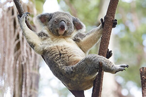 Ci auguriamo che tu possa rilassarti con i koala presto