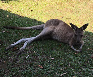 Visiterete lo zoo e il rifugio degli animali selvatici, vedrete da vicino i canguri i koala e i wombat