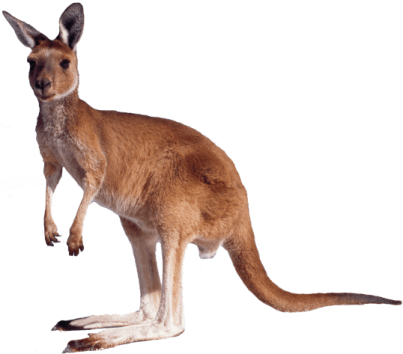404 kangaroo